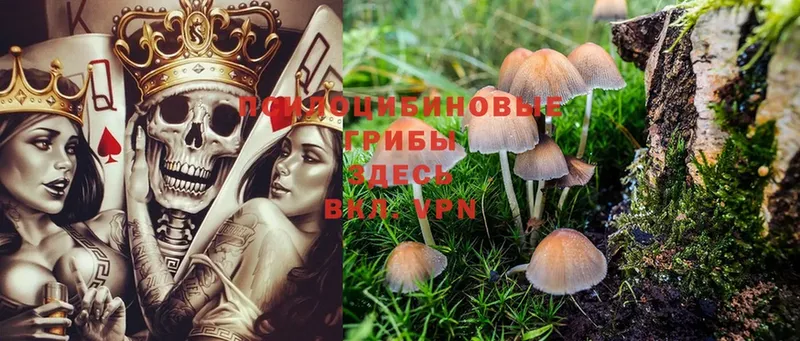 Галлюциногенные грибы Psilocybine cubensis  Гагарин 